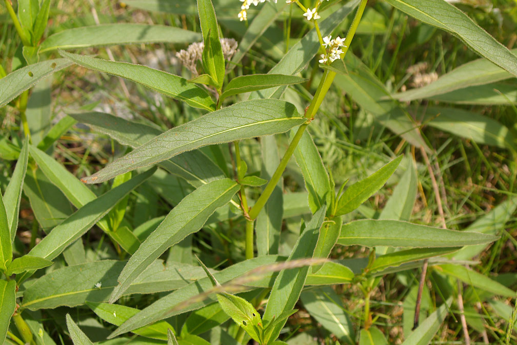 Aconogonon alpinum (=Polygonum alpinum) / Poligono alpino